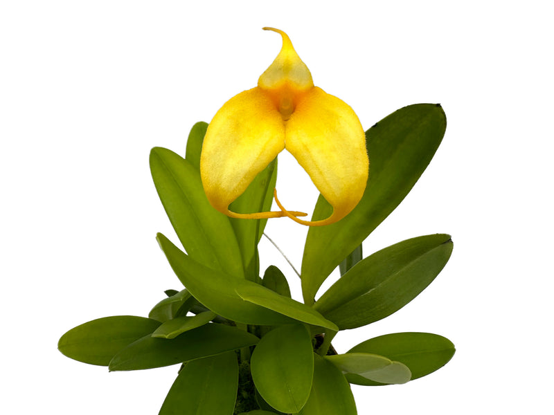 Masdevallia Pink Mist 'Canary'