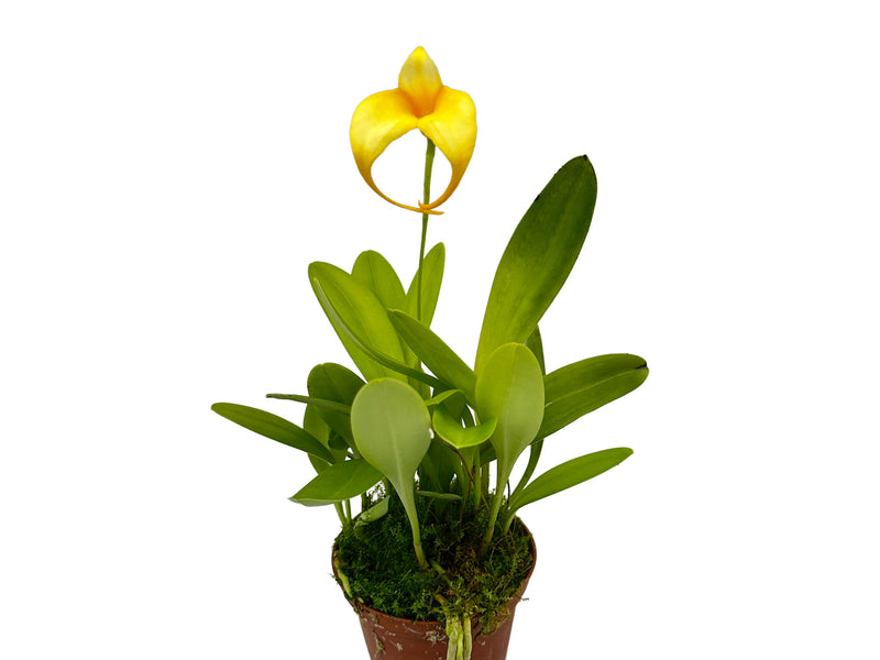 Masdevallia Pink Mist 'Canary'