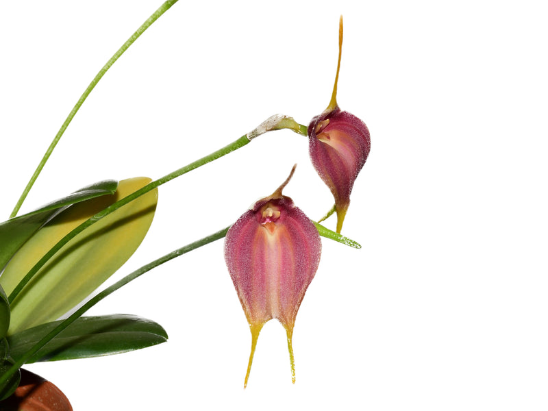 Masdevallia Pinot Noir