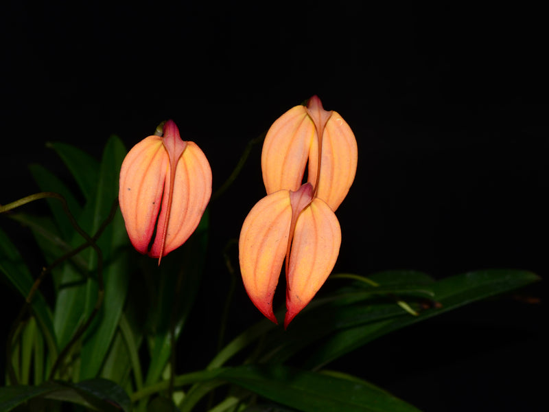 Masdevallia Rubicon