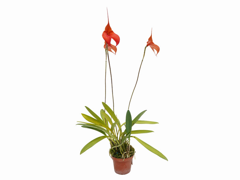 Masdevallia Samantha Kha