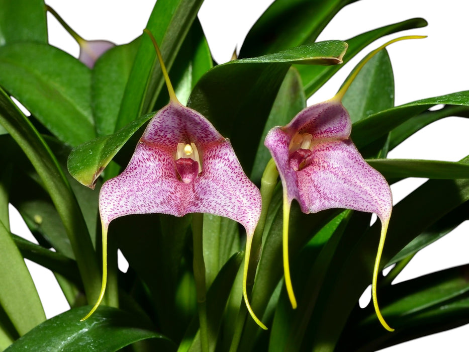 Masdevallia Santa Barbara