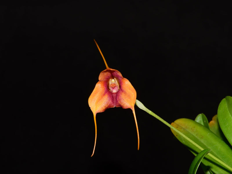 Masdevallia Santa Barbara