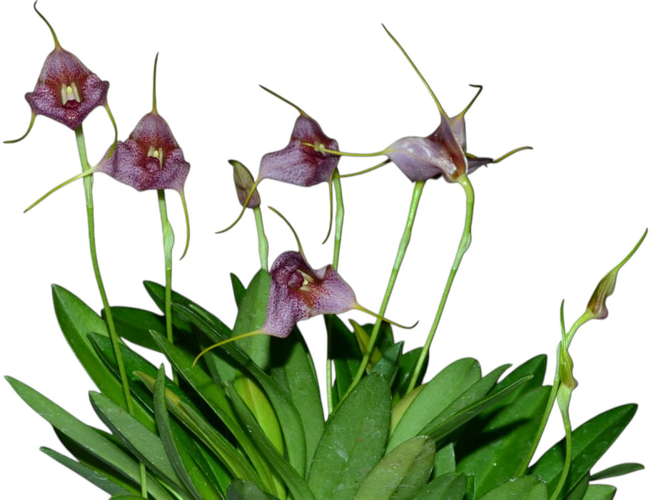 Masdevallia Santa Barbara