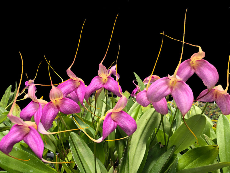 Masdevallia Shuttryana