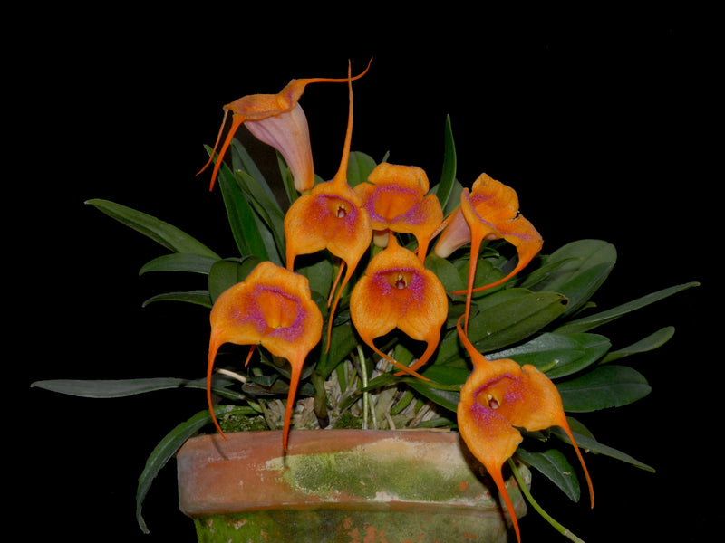 Masdevallia Snow Cone