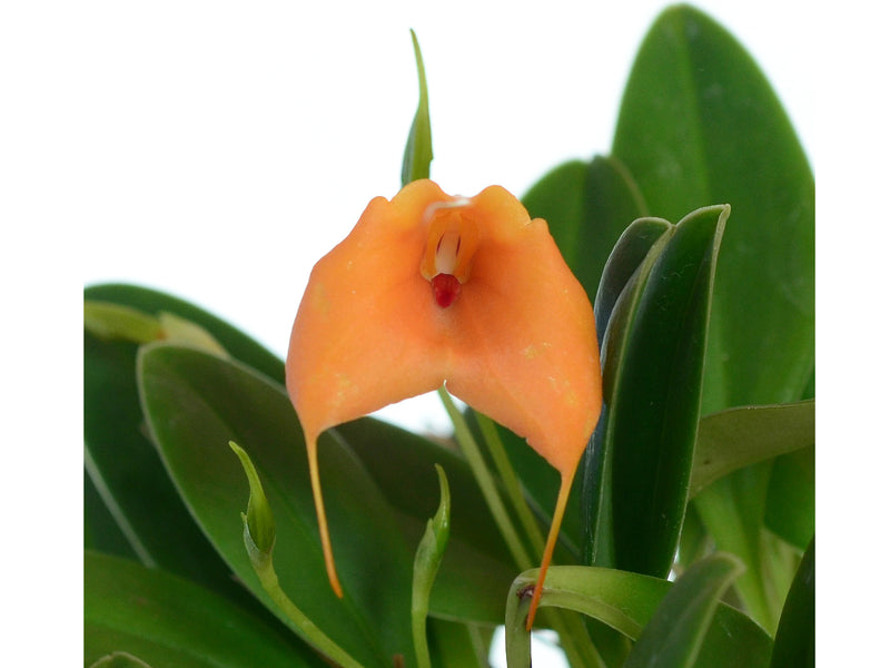Masdevallia Stephany Vera