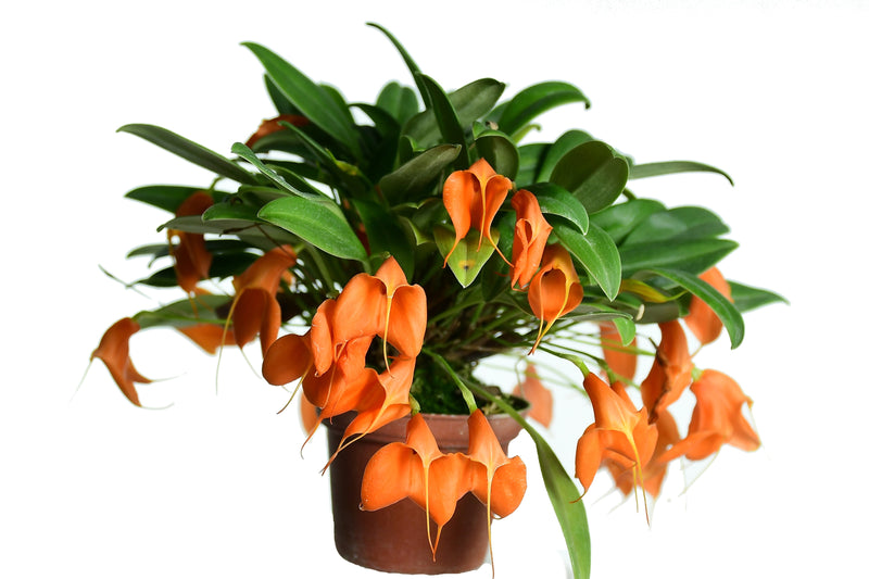 Masdevallia Stephany Vera
