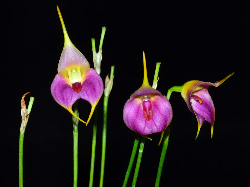 Masdevallia Sueno Lindo
