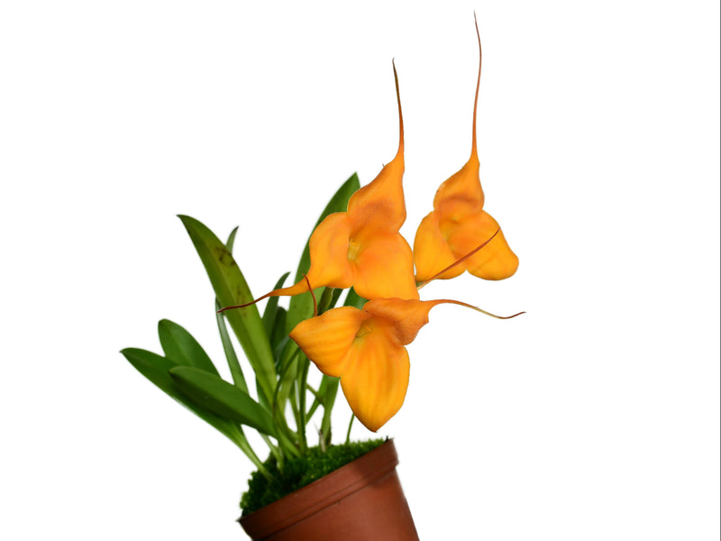 Masdevallia Sueno Lindo AOS/AM 85