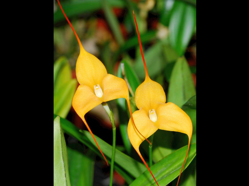 Masdevallia Sunny Angel Lovely Linda