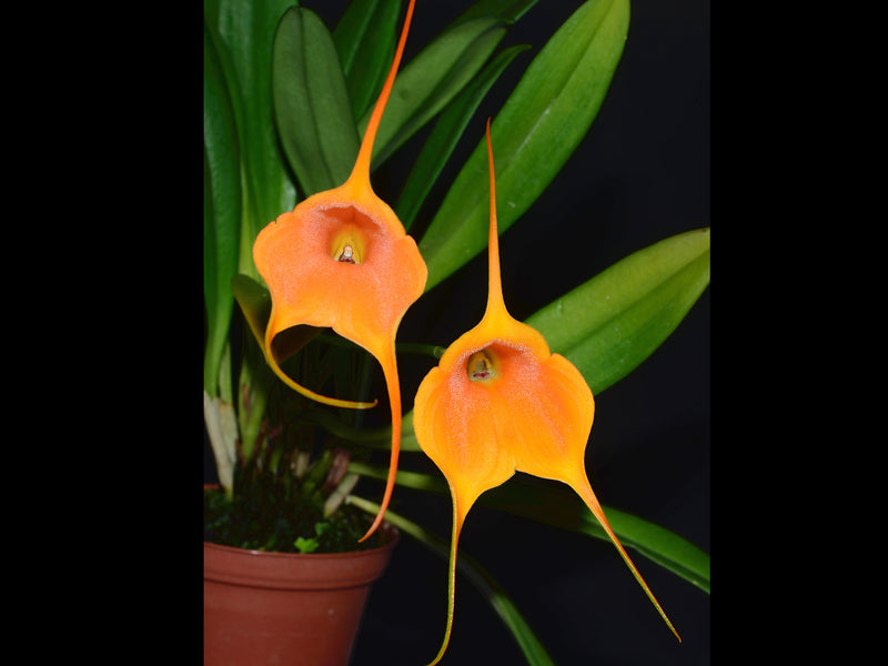 Masdevallia Susy de Bermeo 'Ecuagenera'