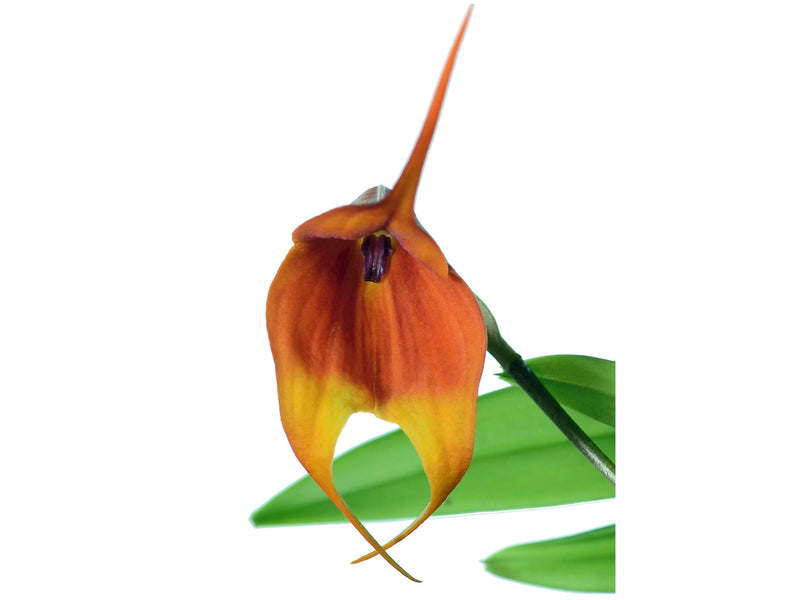 Masdevallia Susy de Bermeo x Drac. Raven 'Ivan'