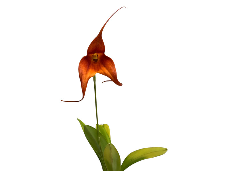 Masdevallia Susy de Bermeo x Dracula vampira