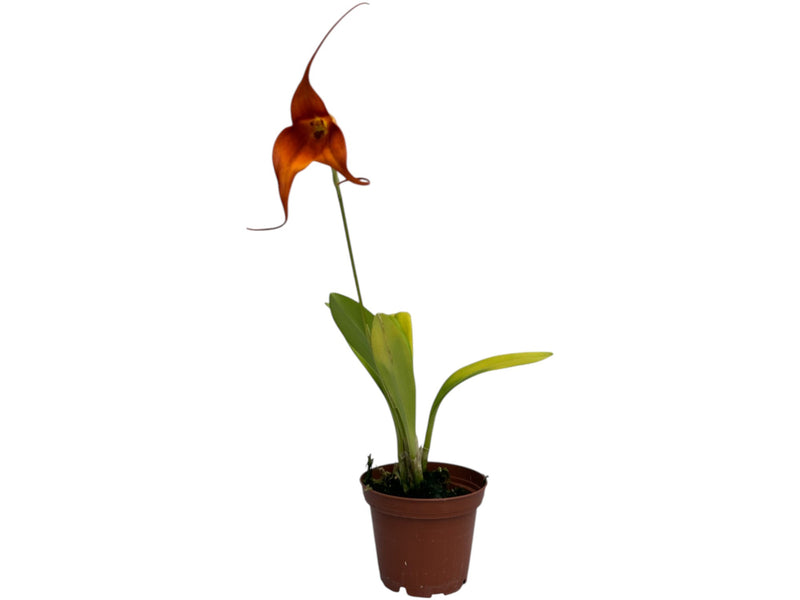 Masdevallia Susy de Bermeo x Dracula vampira