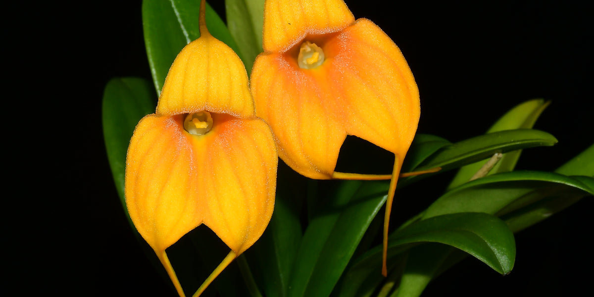 Masdevallia Susy de Bermeo Yellow – Cool Hybrid Orchid (Angel