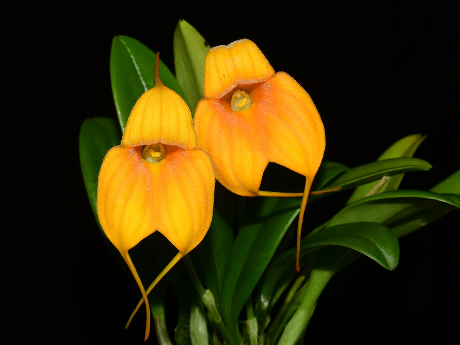 Masdevallia Susy de Bermeo yellow