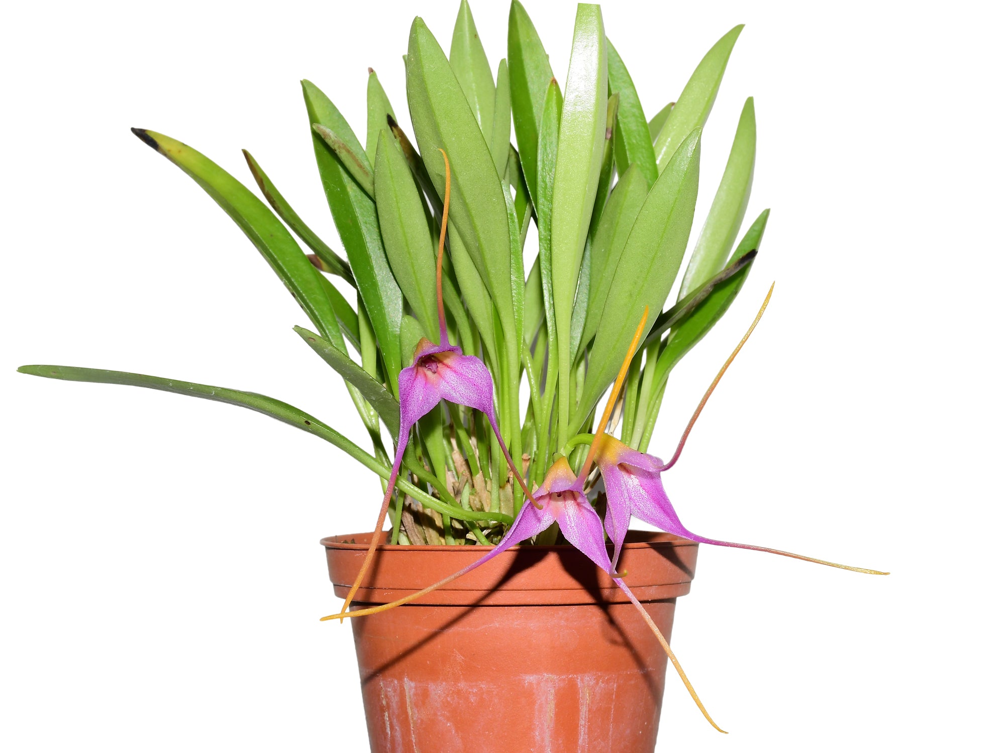 Masdevallia Sweet Leonie