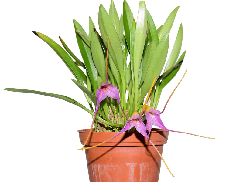 Masdevallia Sweet Leonie