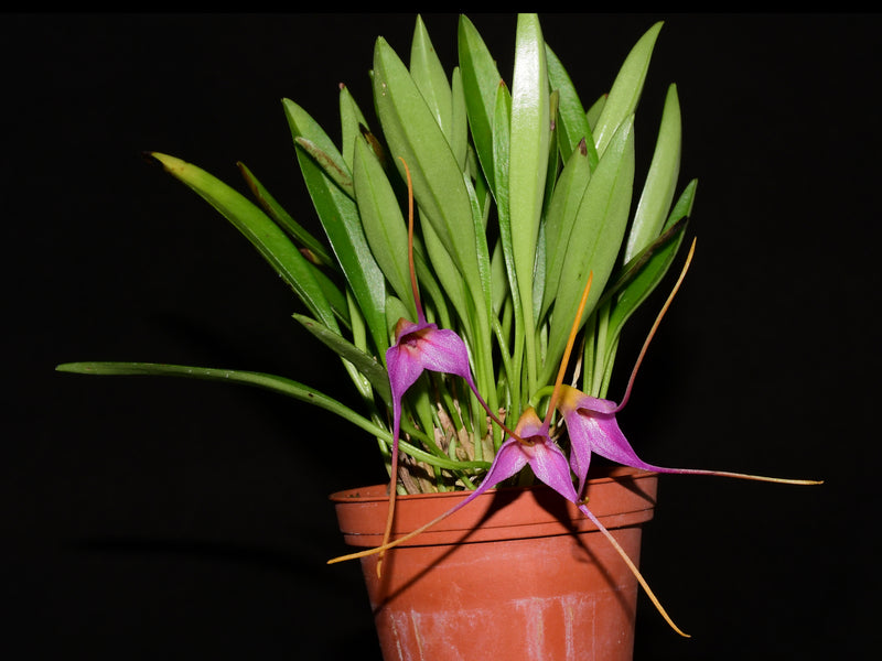 Masdevallia Sweet Leonie
