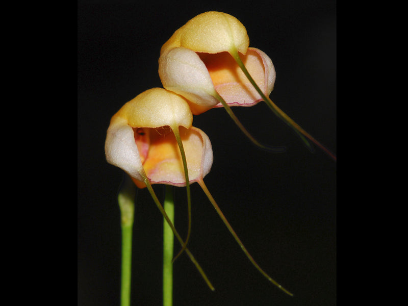 Masdevallia Swiss Medicine