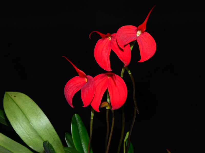 Masdevallia Tourmaline
