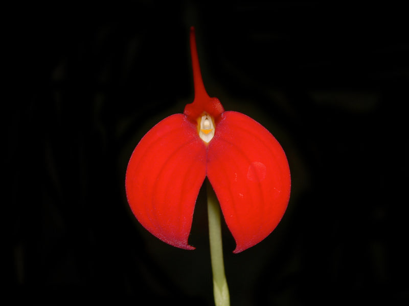 Masdevallia Tourmaline