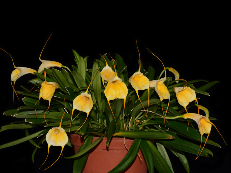 Masdevallia Ximena Neira