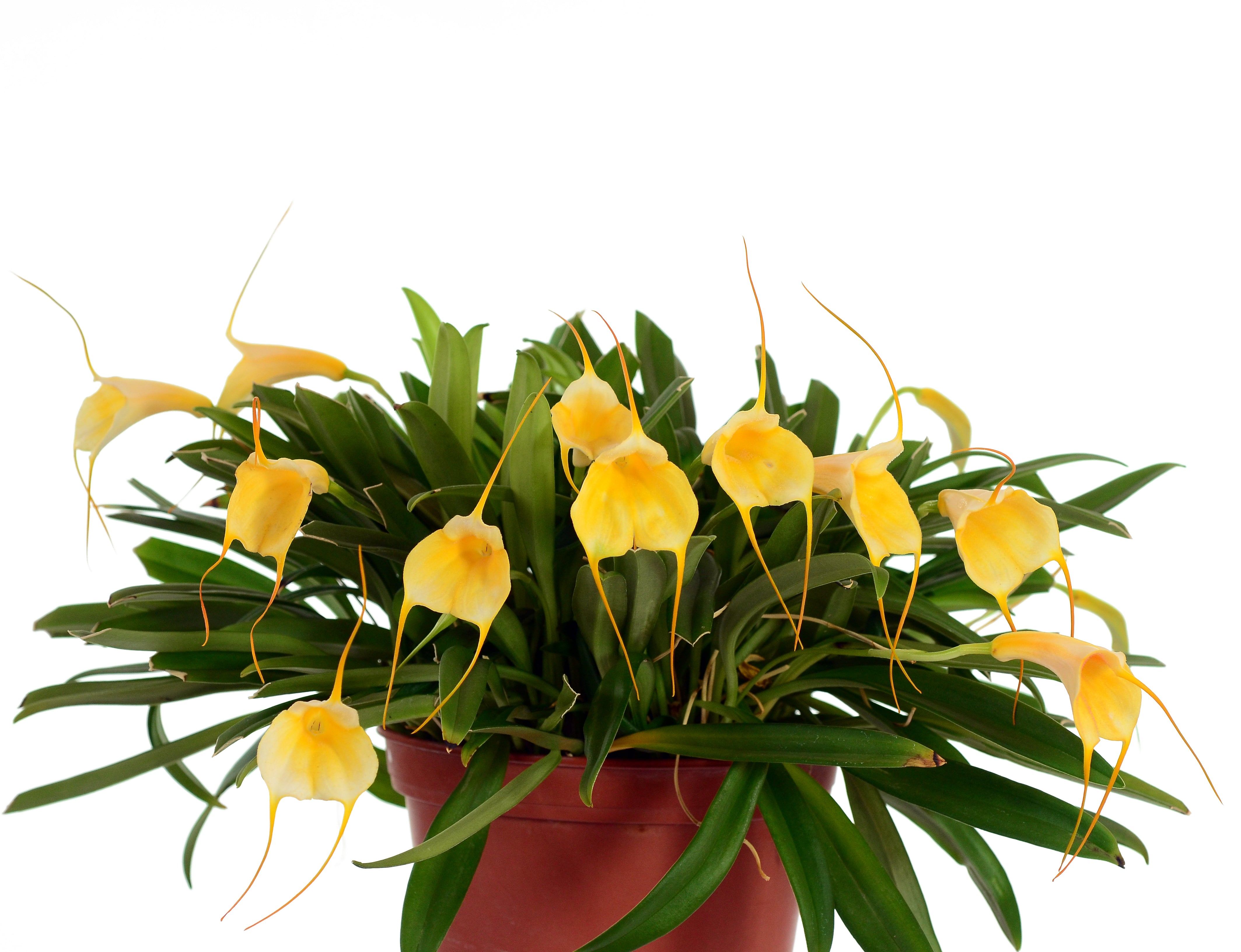 Masdevallia Ximena Neira