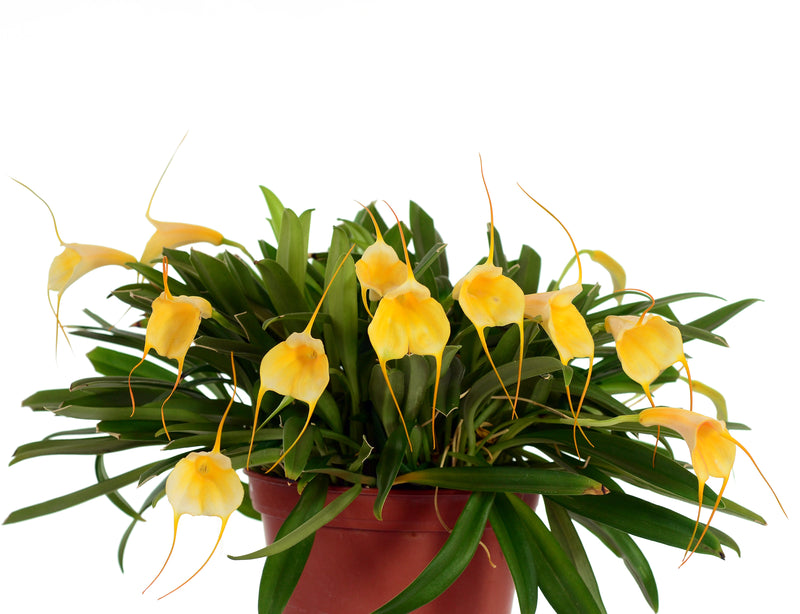 Masdevallia Ximena Neira