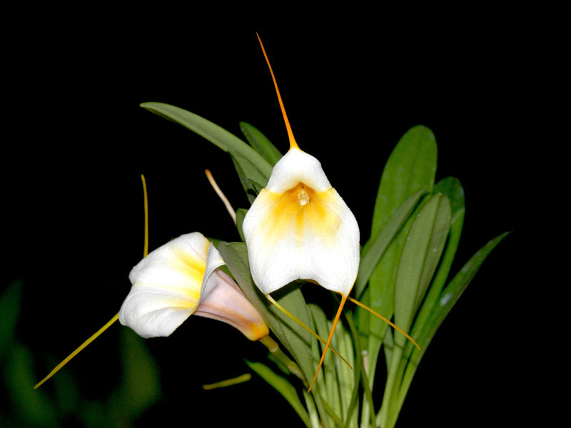 Masdevallia Ximena Neira