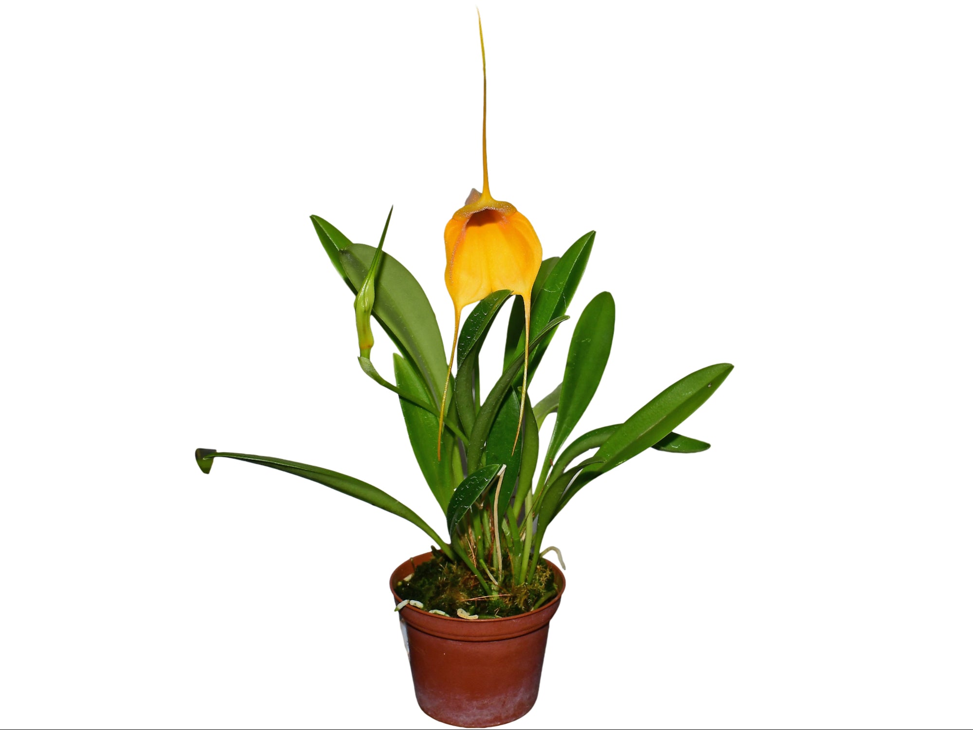 Masdevallia Ximena Neira 'Ecuagenera'