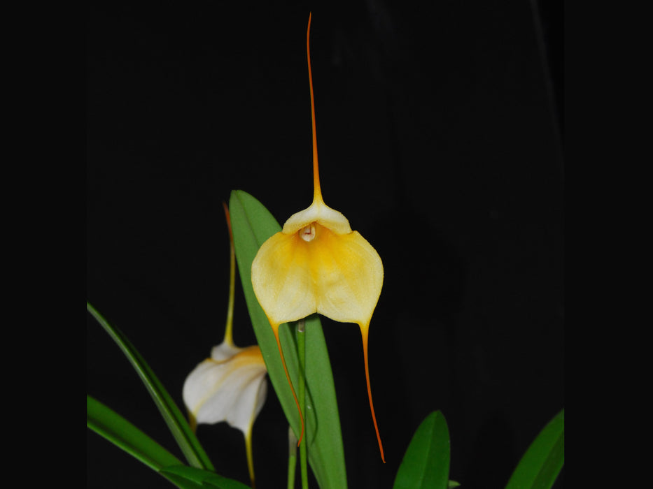 Masdevallia Ximena Neira 'Ecuagenera'