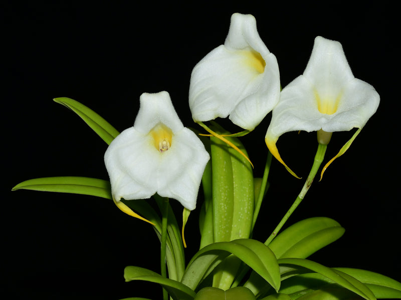 Masdevallia Ximenita