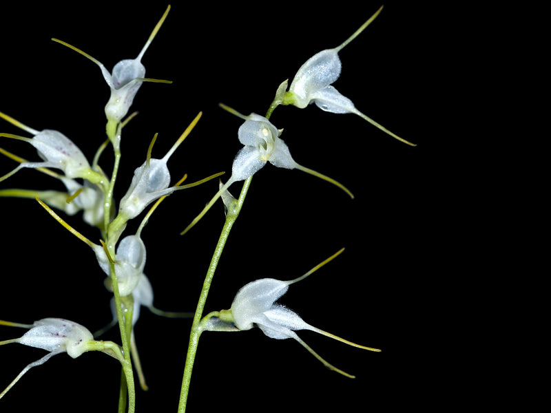 Masdevallia abbreviata