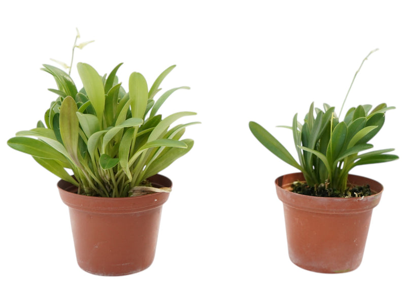 Masdevallia abbreviata (Big)