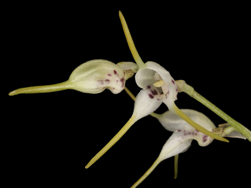 Masdevallia abbreviata