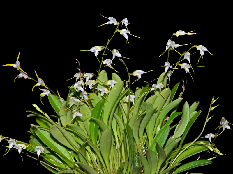 Masdevallia abbreviata