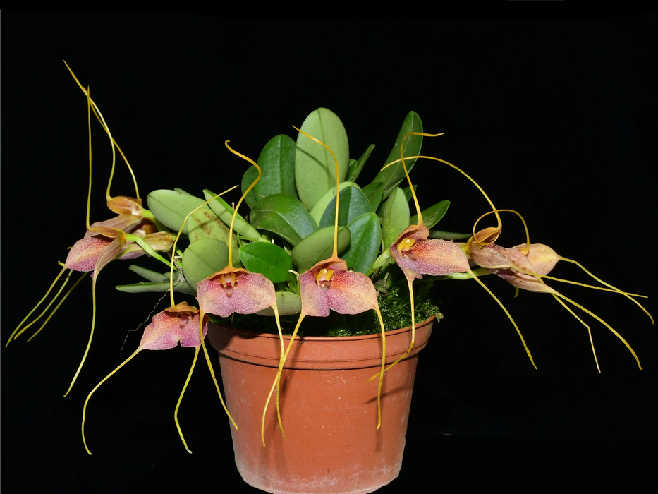 Masdevallia acaroi