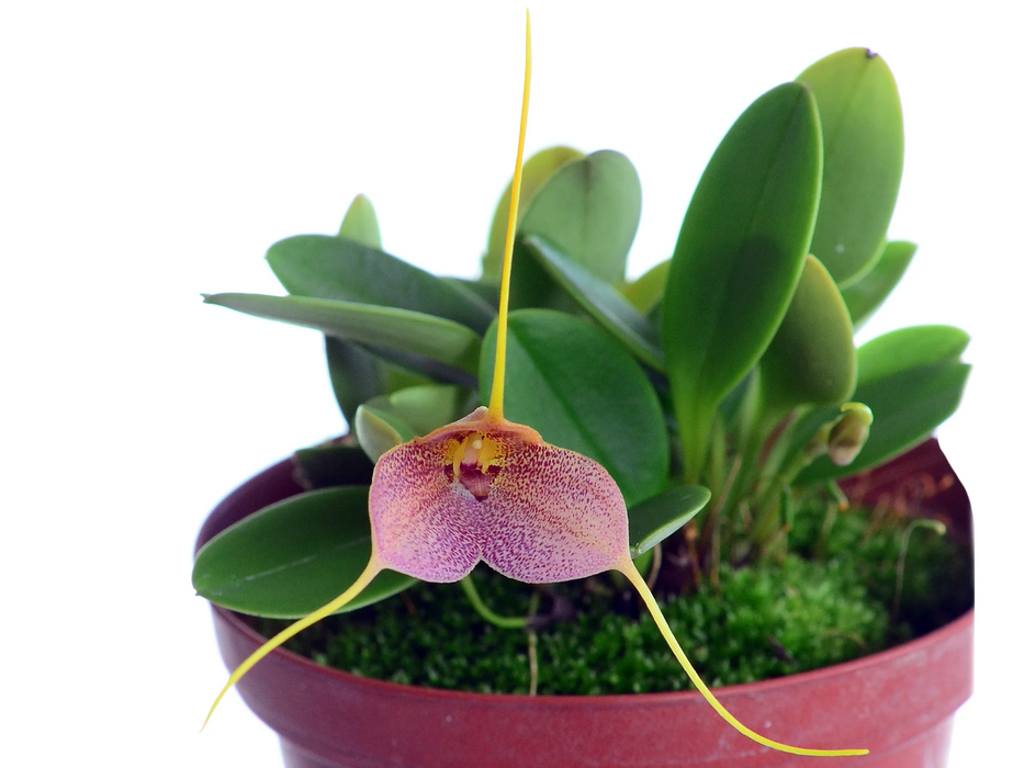 Masdevallia acaroi