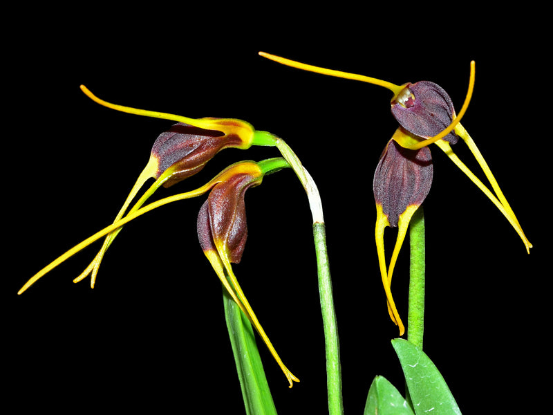 Masdevallia acrochordonia