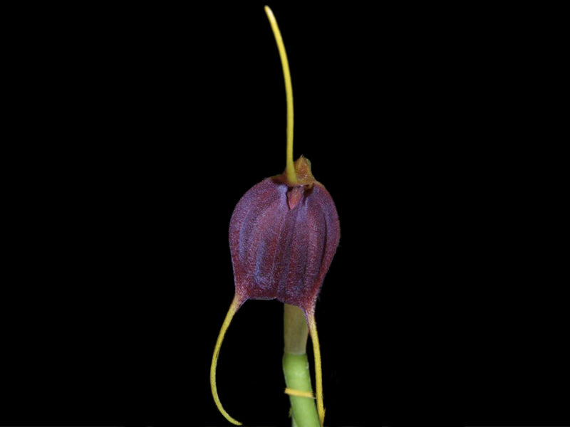 Masdevallia acrochordonia