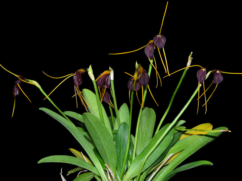 Masdevallia acrochordonia