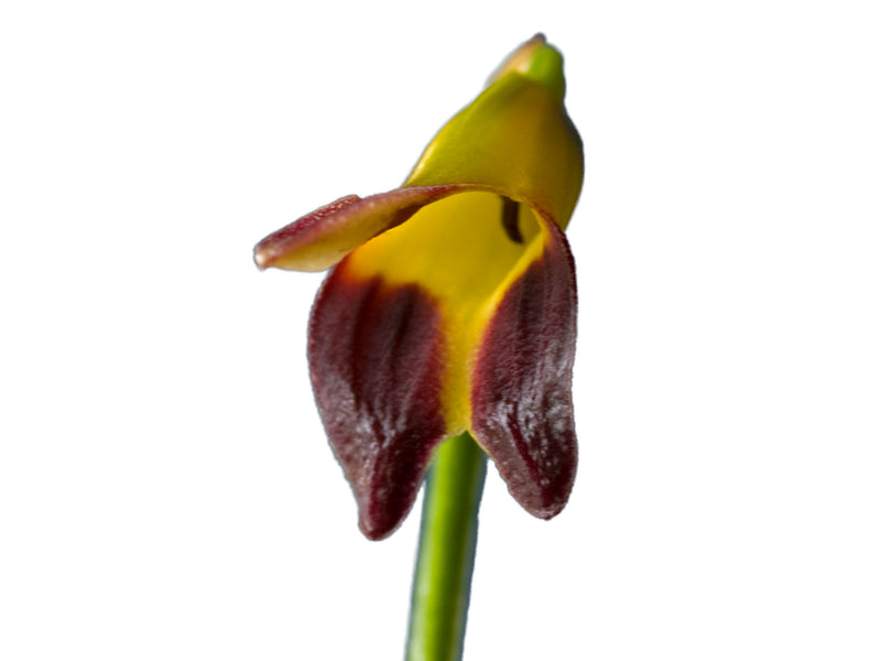 Masdevallia adrianae