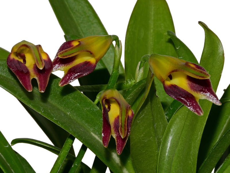 Masdevallia adrianae