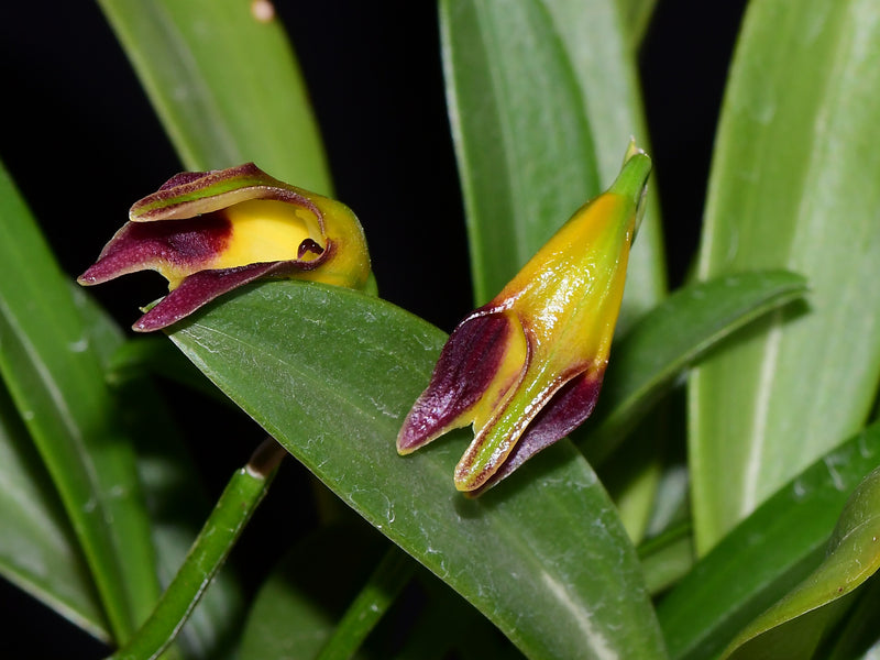 Masdevallia adrianae