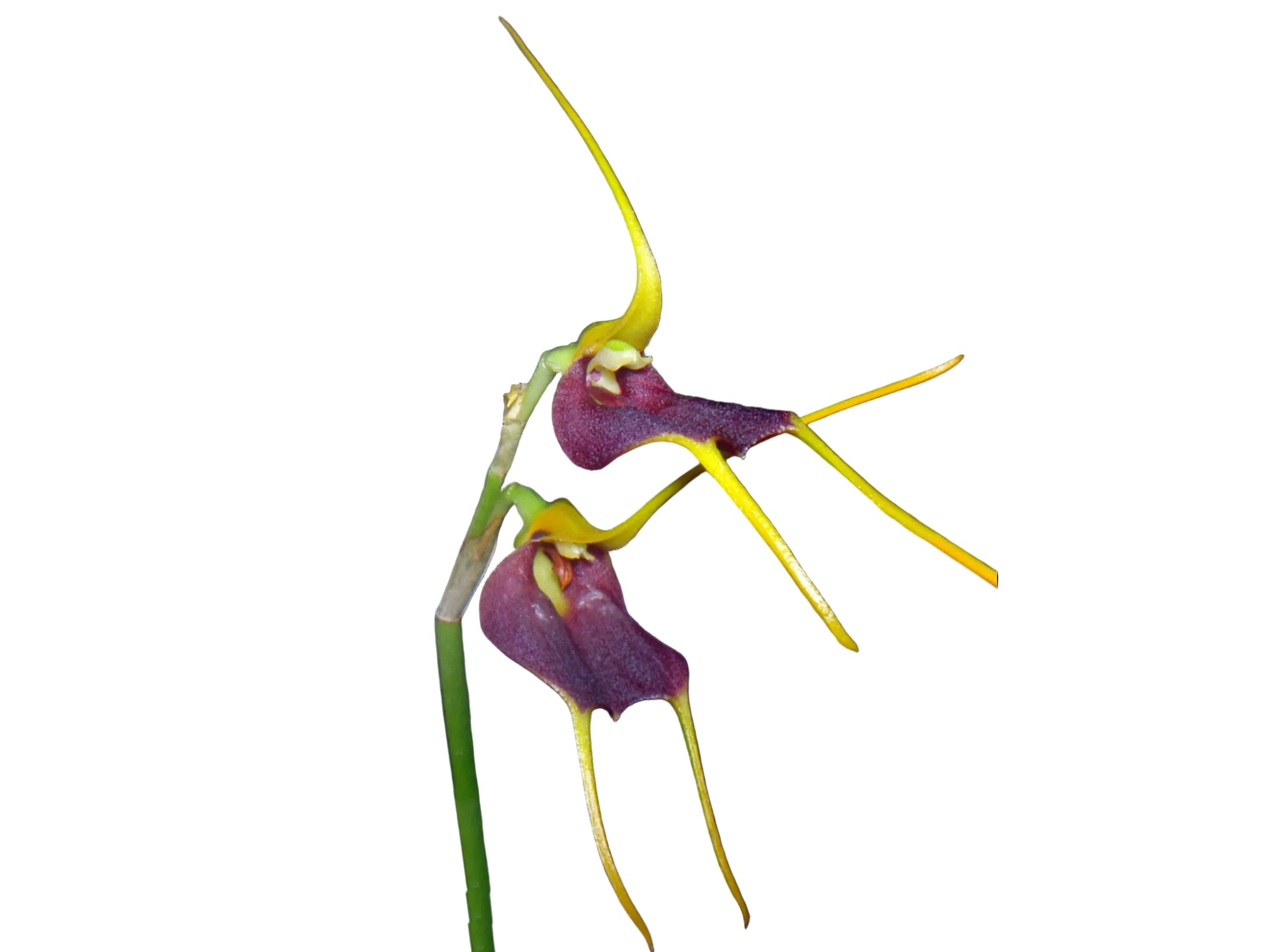 Masdevallia aenigma