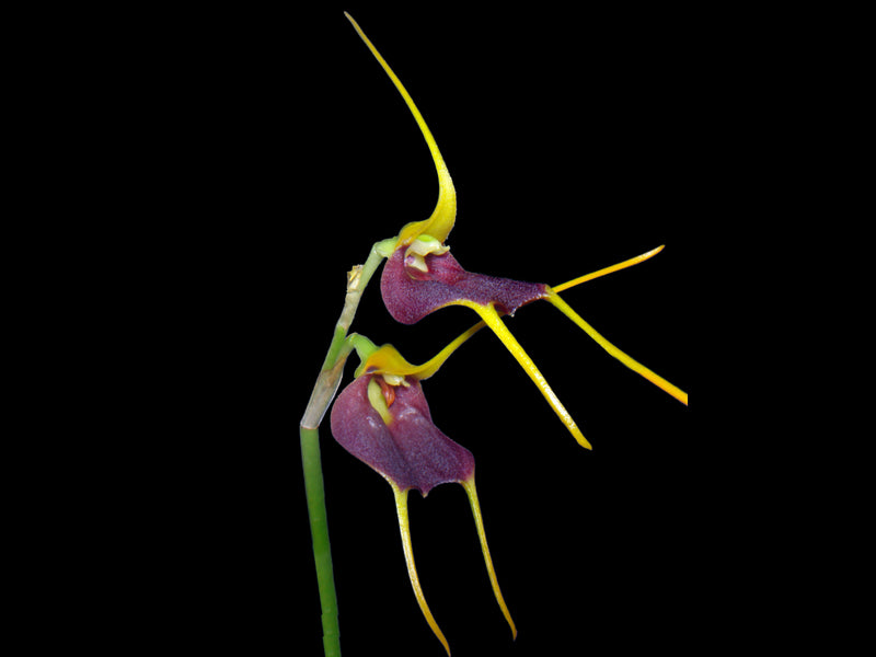 Masdevallia aenigma
