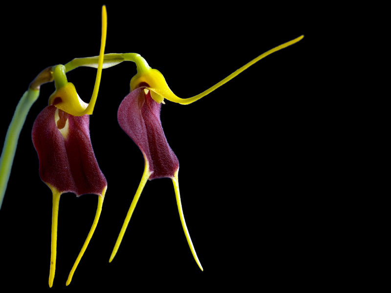 Masdevallia aenigma