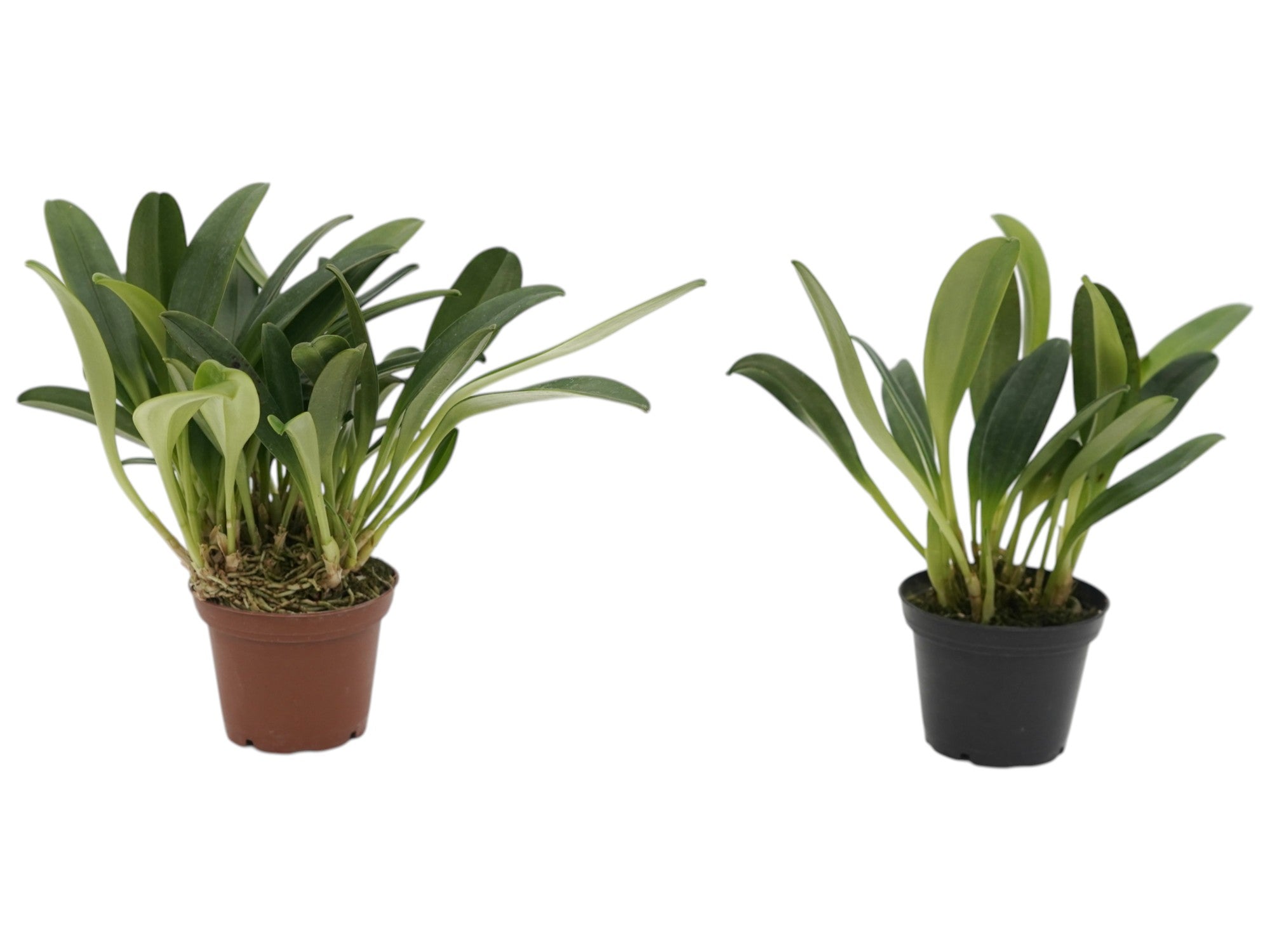 Masdevallia aenigma (Big)